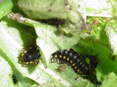 Zique the millipede
